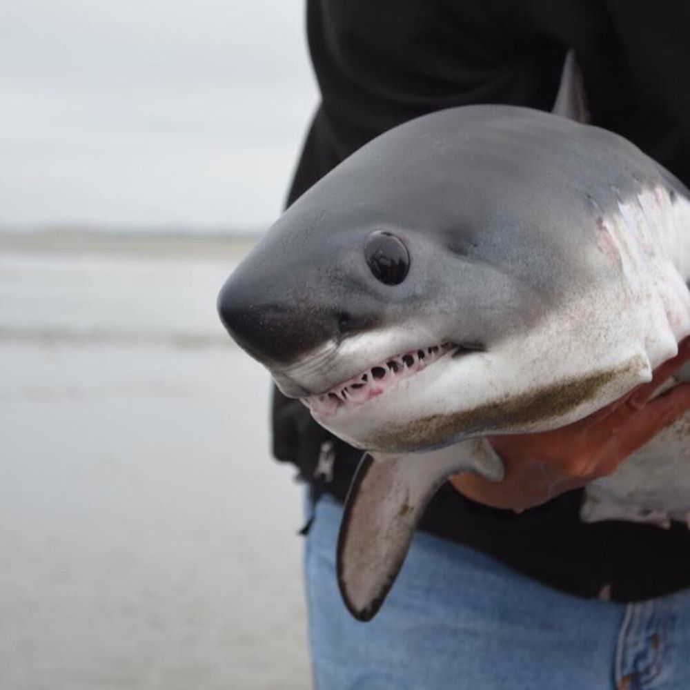 Meet your Posher, Cassie